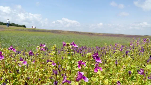 Pune to Kaas Pathar One Day Trip - image 1